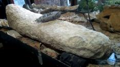 Cola fosilizada de un armadillo gigante que vivió en el final de la edad Ensenadense, hace más de 700.000 años.