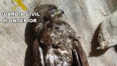 Una imagen del águila ratonera que hallaron muerto los agentes en un domicilio de Teruel.