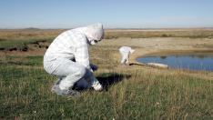 Técnicos toman muestras de aves migratorias en la laguna de Gallocanta para prevenir la gripe aviar, en 2005.