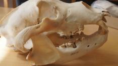 Los investigadores utilizaron colecciones históricas en museos de osos pardos suecos para observar los efectos de los antibióticos de origen humano.