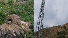 Montaje fotográfico de un ave electrocutada y una torre de alta tensión en Fornillos.