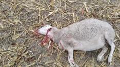 Una de las ovejas muertas tras el posible ataque de un lobo.