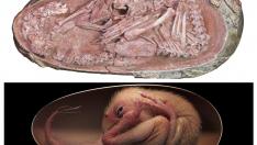 El fósil del embrión de dinosaurio y una recreación.