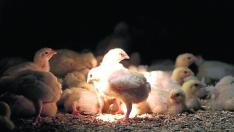 Explotación avicola de carne en la localidad zaragozana de Almonacid de la Cuba.