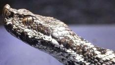 Vípera latastei.