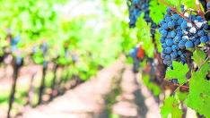 Agricultura de precisión para reducir los fitosanitarios.