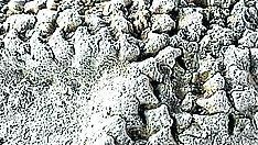 Fósil de una estrella de mar descubierto en perfecto estado en el subcuenca de Oliete.