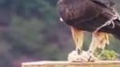 Ejemplar de águila perdicera reintroducida en la sierra de Guara.