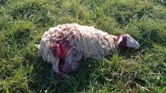 Una de las ovejas muertas este martes, por un nuevo ataque.