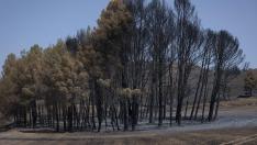 Algunos árboles, como estos del entorno de Moros, se ‘salvan’. Los supervivientes del incendio podrán reproducirse y perpetuar la especie y el bosque.