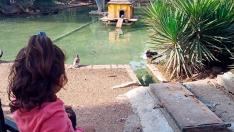 Los patos del estanque del Jardín Botánico es uno de los principales reclamos del Parque Grande para los niños.
