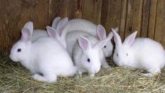 Imagen de archivo de una granja de conejos