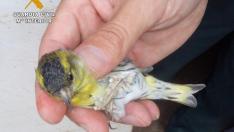 La Guardia Civil procedió a la intervención de estas aves y su traslado al Centro de Recuperación de Fauna Silvestre de La Alfranca.