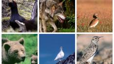 Hasta 45 especies en peligro de extinción en Aragón