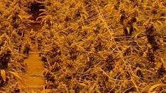 Plantas de marihuana incautadas en Molins de Rei