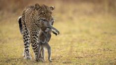 'Aguantando' y muestra a una leoparda tras matar a un babuino, con su cría aferrada, en el Parque Nacional de South Luangwa, en Zambia.