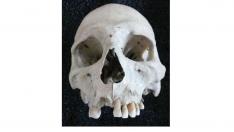 Uno de los cráneos de los 44 fallecidos de la prehistoria encontrados en la Muela de Borja.