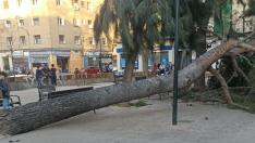 El árbol caído en la plaza de San Gregorio.