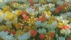 Ruta de los Tulipanes