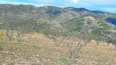 Frutales en altura en la comarca Comunidad de Calatayud que se están secando por la sequía.