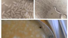 Fotografías de los insectos que se encontraron en la sopa y el arroz facilitadas por la ampa Rubén Darío del colegio público Hispanidad de Zaragoza