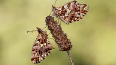 Una pareja de mariposas perladas violetas (Boloria dia), esperando que el sol les dé energía.