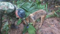 Operaciones de rescate en la jungla de Colombia para encontrar a los niños desaparecidos.