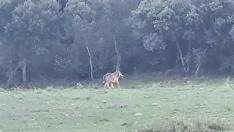 Foto de un lobo en Luesia tomada por un ganadero de las altas Cinco Villas