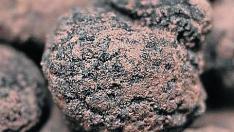 Aragón es el principal productor de trufa negra (Tuber melanosporum), el diamante negro de la gastronomía, donde es muy apreciada por su aroma.