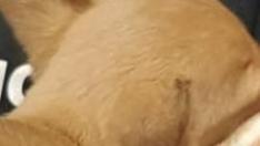Los cachorros descansan en los brazos de un agente de la Policía Local de Huesca.