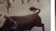 Secuencia de imágenes del desencajonamiento del toro y cómo embiste luego a los cabestros en la plaza de toros de Barbastro