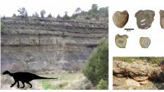 Fósiles y hallazgos realizados recogidos en el estudio.