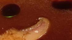 Receta de lentejas, níscalos y calabaza elaborada en Soria Gastronómica