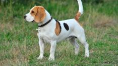 Los perros de la raza beagle fueron empleados en la investigación