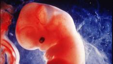 Un feto humano en el utero materno.