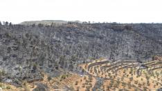 El municipio de Alloza ha perdido en las llamas entre el 60 y el 70% de su masa forestal