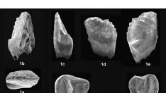 Descubren un pequeño mamífero coetáneo de los dinosaurios en Galve
