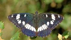 El descubrimiento del mundo de las mariposas