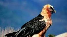 La única quebrantahuesos de la Cordillera Cantábrica espera pareja de Zaragoza