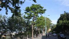 Casi la mitad de los árboles singulares de Zaragoza ha muerto o está en mal estado