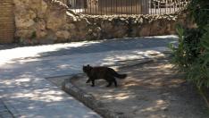 Decenas de gatos toman el cementerio de Torrero_6