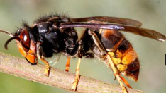 Preocupación entre los apicultores por el avance de la avispa asiática