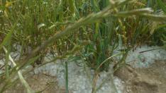 Fuerte granizada en la Sierra de Alcubierre
