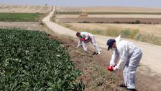 Agricultores aplicando herbicidas