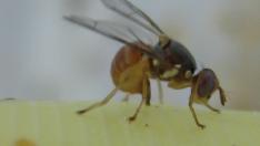 Foto de archivo de una mosca