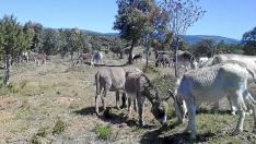 Sarga dona 150 burros para ahorrarse su mantenimientoLos animales, cedidos a la empresa p&uacute;blica en 2006 por un particular, eran utilizados para la realizaci&oacute;n de cortafuegos.