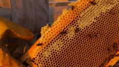 El Espacio Alfranca acoge unas jornadas sobre la miel