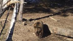 Nace el primer ejemplar de oso pardo en  'Lacuniacha'