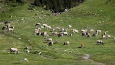 Europa no contempla los pastos con arbolado denso, comunes en Aragón