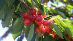 Practicar el 'hanami' entre los cerezos de Bolea